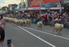 突然、電柱が大きな炎に包まれる、意外な原因とは？【動画】