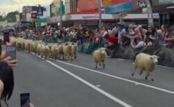 NZで羊毛刈り選手権が行われ、数多くの羊たちが町を移動