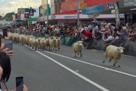 NZで羊毛刈り選手権が行われ、数多くの羊たちが町を移動