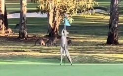 カンガルーがゴルフのフラッグスティックに興味、ゴルファーも困惑