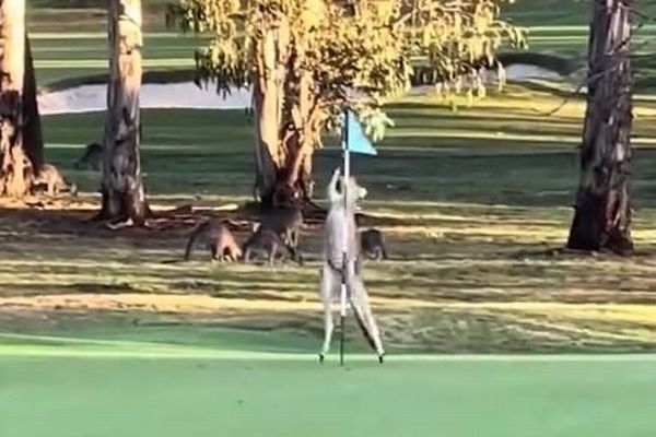 カンガルーがゴルフのフラッグスティックに興味、ゴルファーも困惑
