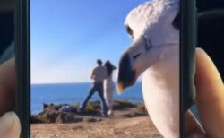 プロポーズする場面を撮影中、カメラの前にカモメが現れる【動画】