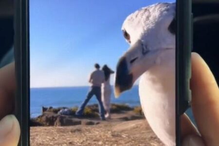 プロポーズする場面を撮影中、カメラの前にカモメが現れる【動画】
