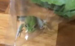 豪のスーパーで購入した、レタスの袋の中にカエルを発見【動画】
