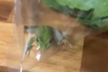 豪のスーパーで購入した、レタスの袋の中にカエルを発見【動画】