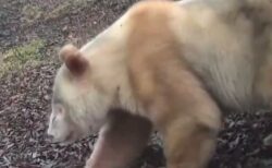 全身が白い、アルビノのジャイアントパンダ、再びカメラの前に出現