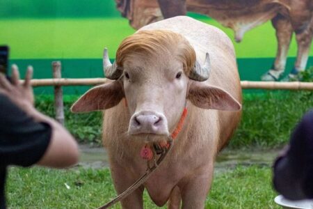 「トランプ」という名前の水牛、似ているがゆえに屠殺を免れる【バングラデシュ】