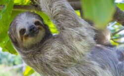 テーマパークで31匹のナマケモノが死亡、フロリダ州検察が刑事捜査を開始