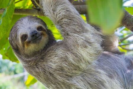 テーマパークで31匹のナマケモノが死亡、フロリダ州検察が刑事捜査を開始