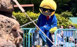 「パンチ」で知られる市川動植物園のサル山に不審者侵入。迷惑配信者か