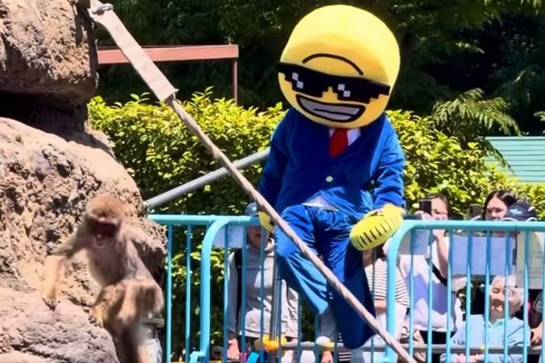 「パンチ」で知られる市川動植物園のサル山に不審者侵入。迷惑配信者か