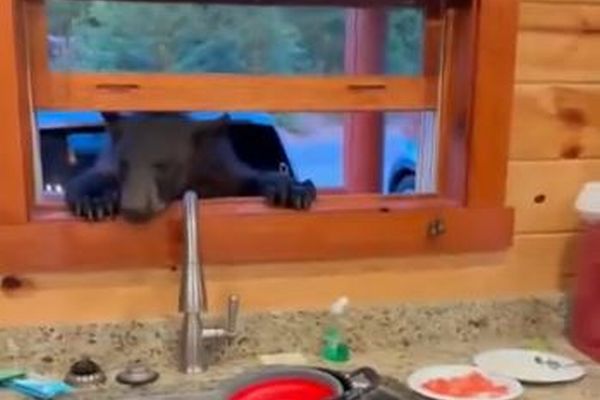 料理中、キッチンの窓にクマ、家に入ろうと試みる【動画】