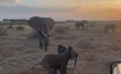 群れからはぐれたゾウの子供、研究者らにより家族と再会を果たす【動画】