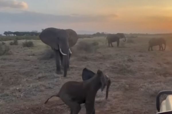 群れからはぐれたゾウの子供、研究者らにより家族と再会を果たす【動画】