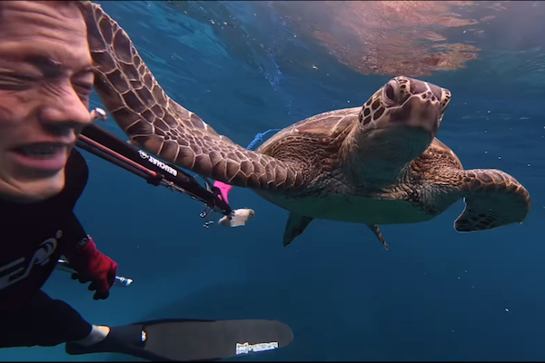 ウミガメからビンタを食らったダイバーの動画が話題に