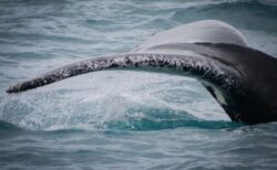 ザトウクジラが1万5000kmを移動していたことが判明、最長移動距離を確認