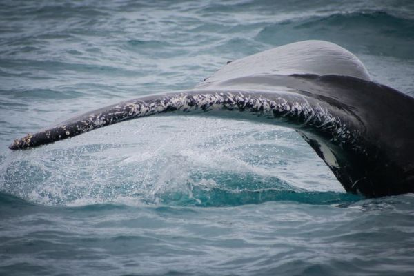 ザトウクジラが1万5000kmを移動していたことが判明、最長移動距離を確認