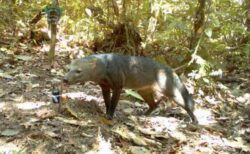 アマゾンの奥地に生息する謎めいた犬、研究者らが撮影に成功