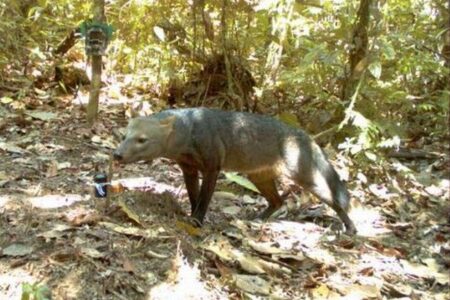アマゾンの奥地に生息する謎めいた犬、研究者らが撮影に成功