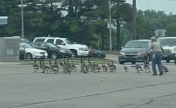 女性が多くのガチョウの群れを誘導、巧みに道路を横断させる【動画】