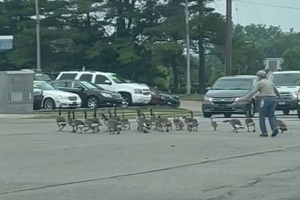 女性が多くのガチョウの群れを誘導、巧みに道路を横断させる【動画】