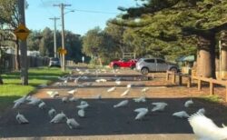 オーストラリアの道路に大量のオウムの群れ、車の運転手も驚愕【動画】