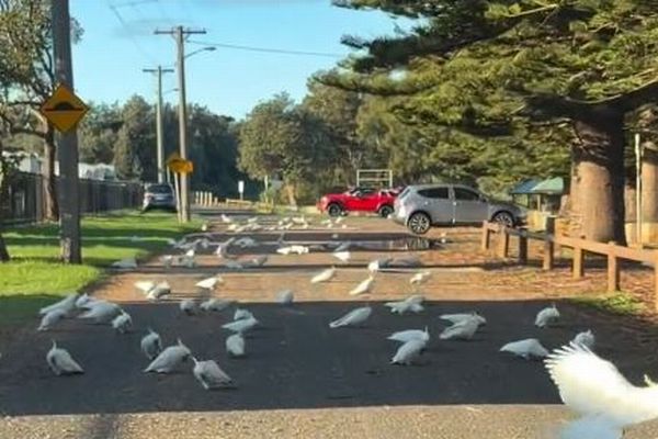 オーストラリアの道路に大量のオウムの群れ、車の運転手も驚愕【動画】