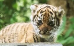 世界で400頭しかいないスマトラタイガー、英の動物園で3匹の子供が誕生