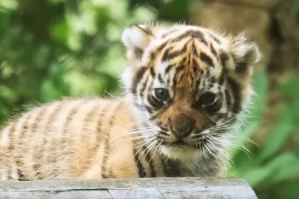 世界で400頭しかいないスマトラタイガー、英の動物園で3匹の子供が誕生
