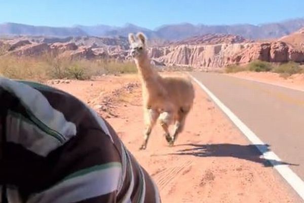 観光客に駆け寄る野生のラマが、人懐っこすぎる【動画】