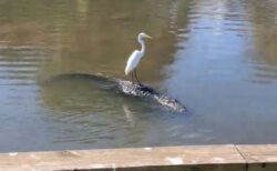 ワニの背中に大きな鳥、水の上でヒッチハイクを楽しむ【動画】