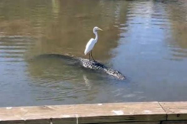 ワニの背中に大きな鳥、水の上でヒッチハイクを楽しむ【動画】