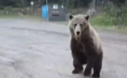 カナダのキャンプ地で女性がグリズリーに遭遇、撮影された動画が恐ろしい