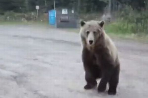 カナダのキャンプ地で女性がグリズリーに遭遇、撮影された動画が恐ろしい