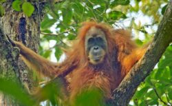 インドネシアを襲った昨年の豪雨により、オランウータンが絶滅の危機に