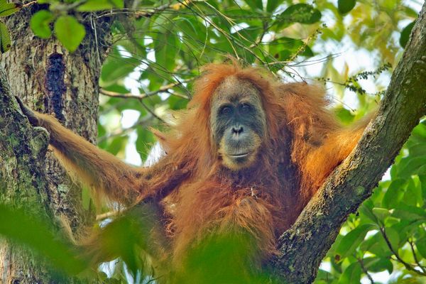 インドネシアを襲った昨年の豪雨により、オランウータンが絶滅の危機に