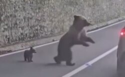車からクマに餌を与えようとした観光客、襲われて重傷【ルーマニア】
