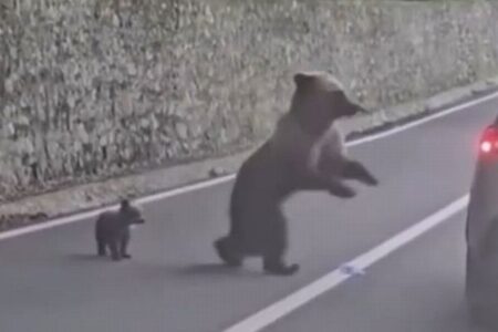 車からクマに餌を与えようとした観光客、襲われて重傷【ルーマニア】