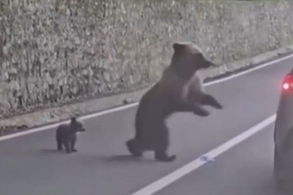 車からクマに餌を与えようとした観光客、襲われて重傷【ルーマニア】