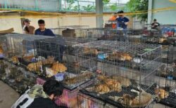 ベトナムで猫肉の密売組織を摘発、盗まれた400匹を保護