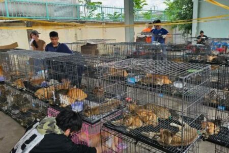 ベトナムで猫肉の密売組織を摘発、盗まれた400匹を保護