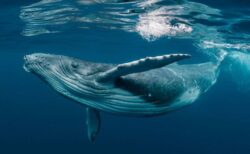 遥か昔から続く広大なクジラの墓場、インド洋の海底で発見