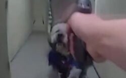 警官が飼い主の前で愛犬を射殺、ショッキングな映像を公開【ロサンゼルス】