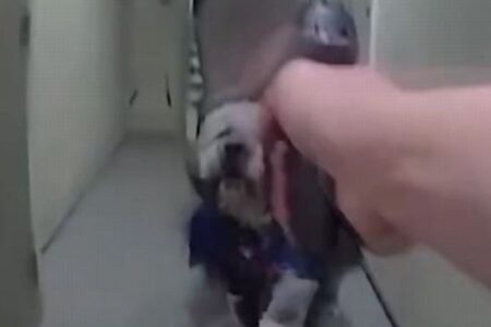 警官が飼い主の前で愛犬を射殺、ショッキングな映像を公開【ロサンゼルス】