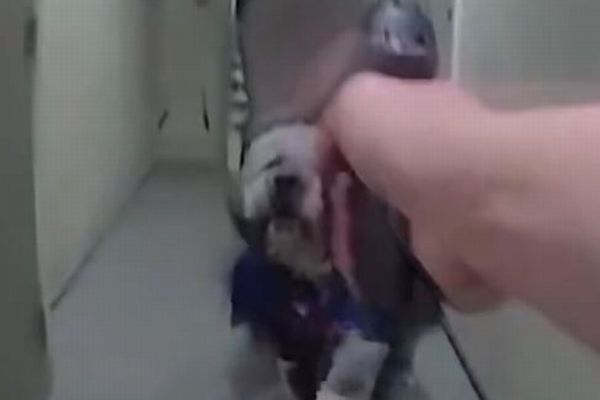 警官が飼い主の前で愛犬を射殺、ショッキングな映像を公開【ロサンゼルス】