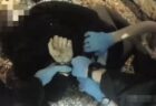 外野フライが野手の頭に当たって跳ね上がり、ホームランに【米メジャーリーグ】