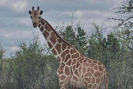 テキサス州で行方不明になっていたキリン、ついに発見される