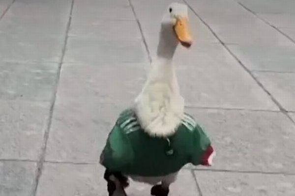 メキシコで、サッカーのユニフォームを着たアヒルが話題に【動画】