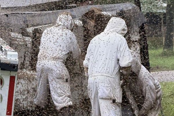 ミツバチの巣箱を積んだトレーラーが横転、数百万匹が逃げ出す【動画】