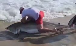 男性が巨大なホホジロザメを釣り上げ、針を外し、無事に海へ戻す【動画】